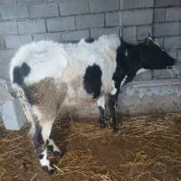 گوساله ماده قیمت آخرنوشتم کمترنمیدیم محلی|حیوانات مزرعه|ضیابر, |دیوار