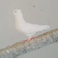 فروش کفتر طوقی