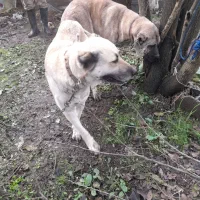 سگ سراب نر اصیل هیکل درشت