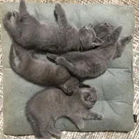 گربه اسکاتیش اصیل