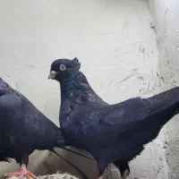 جفت زاغ ابادانی|پرنده|بندر گناوه, |دیوار