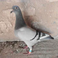 المانی خوب ذات درست|پرنده|تربت جام, معدآباد|دیوار