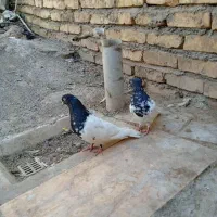 جفت سرسیاه کلاهی جفت سینه سیاه دوتا سورملقی|پرنده|کرمان, |دیوار