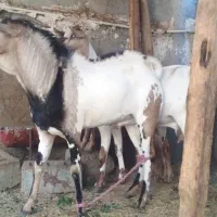 فروش نری سومال