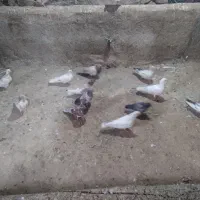 فروش ۲۶ عدد کفتر دونه ۴۰۰ تومن|پرنده|دشتک, |دیوار