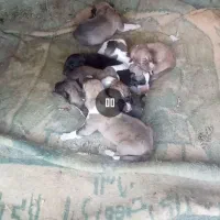 واگزاری توله افقان