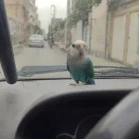 کوتوله برزیلی فول دستی