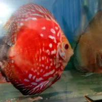 گله دیسکس سورت شده کم سن در چند نژاد