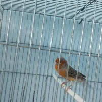 قناری نر مست|پرنده|خورموج, |دیوار