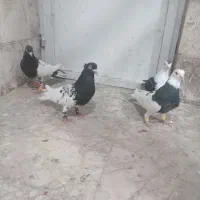 کلاغ کله