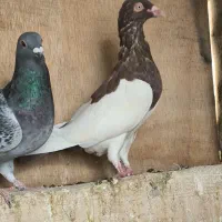 چنتا ماده جوون خوب|پرنده|شیراز, محراب|دیوار