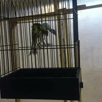 قناری جیبوس 5عدد نر مست