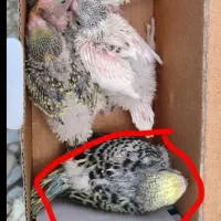 مرغ عشق قناری فنچ طوطی عروس هلندی مرغ مینا|پرنده|یاسوج, |دیوار