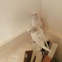 کفتر بی بوب|پرنده|تربت‌حیدریه, طالقانی|دیوار