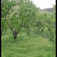 باغ میوه و ویلا در دینور قابل معاوضه