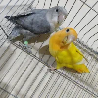 کوتوله تراکویسه|پرنده|بندرعباس, |دیوار