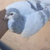 دوتا ماده خوشکل دم سفید ساده دورنگ|پرنده|مشهد, شهید آوینی|دیوار