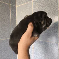 3عدد توله قدجونی