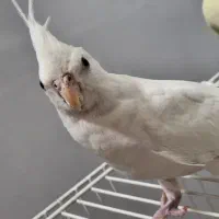 عروس هلندی|پرنده|بهارستان, |دیوار