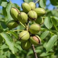 فروش مستقیم نهال گردوی درجه یک از نهالستان|گل و گیاه طبیعی|کامیاران, |دیوار