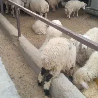 بره 30تا 40 کیلو
