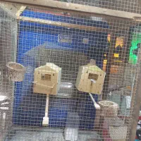 قفس چوبی بزرگ