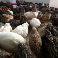 بلدرچین ماده تخم‌گذار