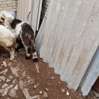 بره شهر چمران|حیوانات مزرعه|بندر ماهشهر, |دیوار