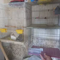 قفسه پرنده