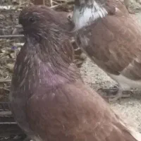 کبوتر درشت کاکلی