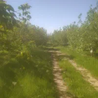 فروش-باغ-و-زمین-در-زاغه