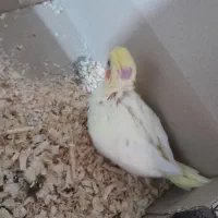 جوجه عروس هلندی|پرنده|شاهینشهر, طالقانی|دیوار