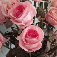 گلوگلدونشیک|گل مصنوعی|الوند, |دیوار