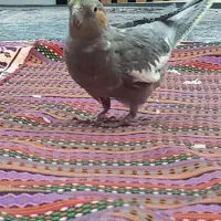 عروس هلندی همراه با جوجه ها و قفس