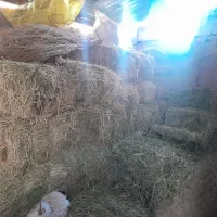 یونجه کیلو34 هزار