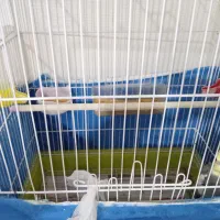 عروس هلندی|پرنده|تهران, سبلان (لشگر)|دیوار