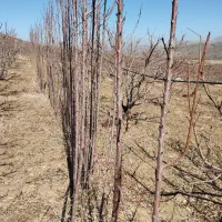 فروشگیلاستکدانهسیاهبهشطآلبالومجارستان