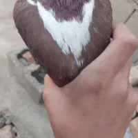 یک عدد شازده نر معاوضه با کبوتر