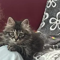 واگذاری رایگان گربه