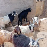 بی .چپش .بز.بره|حیوانات مزرعه|اندیمشک, |دیوار