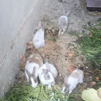 خرگوش بسیار زیبا