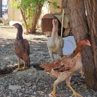 جوجه لاری اصیل