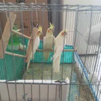 فروش عروس هلندی