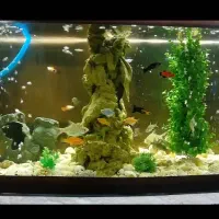 آکواریوم شیشه خم بامیز و تمام لوازم