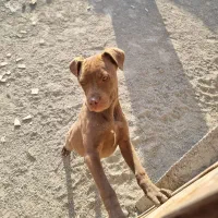 سگ پیتبول ماده ۵ ماهه