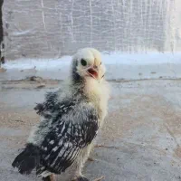 جوجه سبرایت