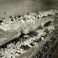 فروش قارچ دکمهای درجه یک ودو|خوردنی و آشامیدنی|فریمان, |دیوار