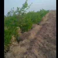 باغ میوه فروشی|فروش دفتر صنعتی، کشاورزی، تجاری|تربتحیدریه, پائین ولایت|دیوار