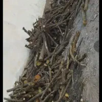 خرید ،برش، چوب ،حرصکاری