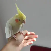 یک جفت عروس هلندی|پرنده|آباده, |دیوار